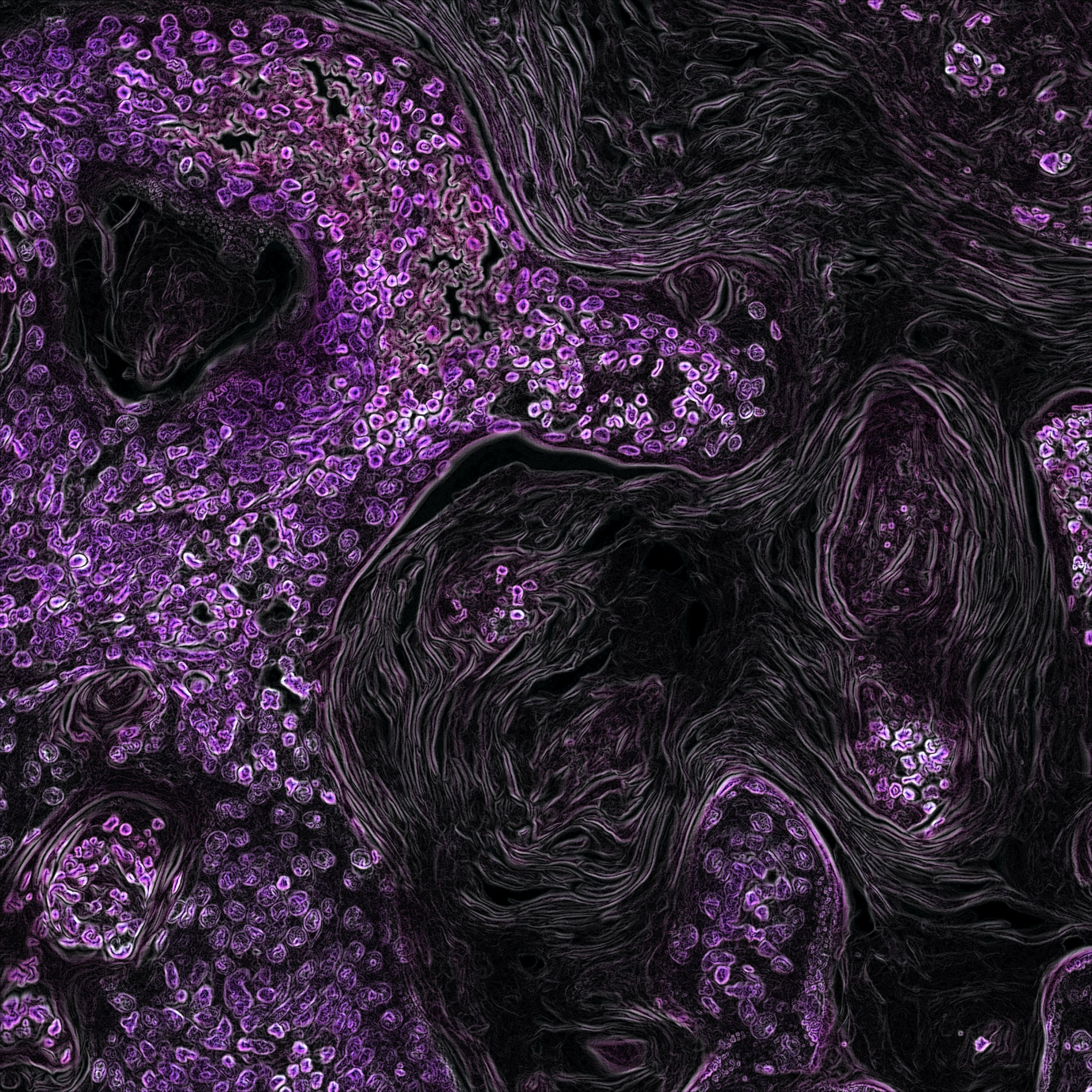 A closeup photograph of cells, dyed purple, with black swirls in between